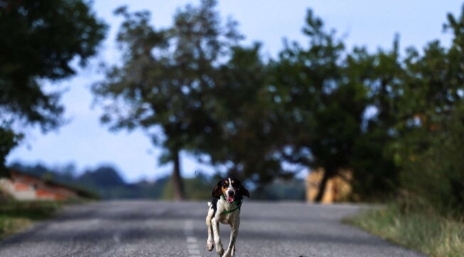 Animali, condanne fino a 7 anni di carcere per chi li abbandona in strada e causa un incidente